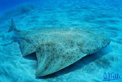 Angel shark. Caleta de Abajo, Gran Canaria, Canary Island... by Arthur Telle Thiemann 
